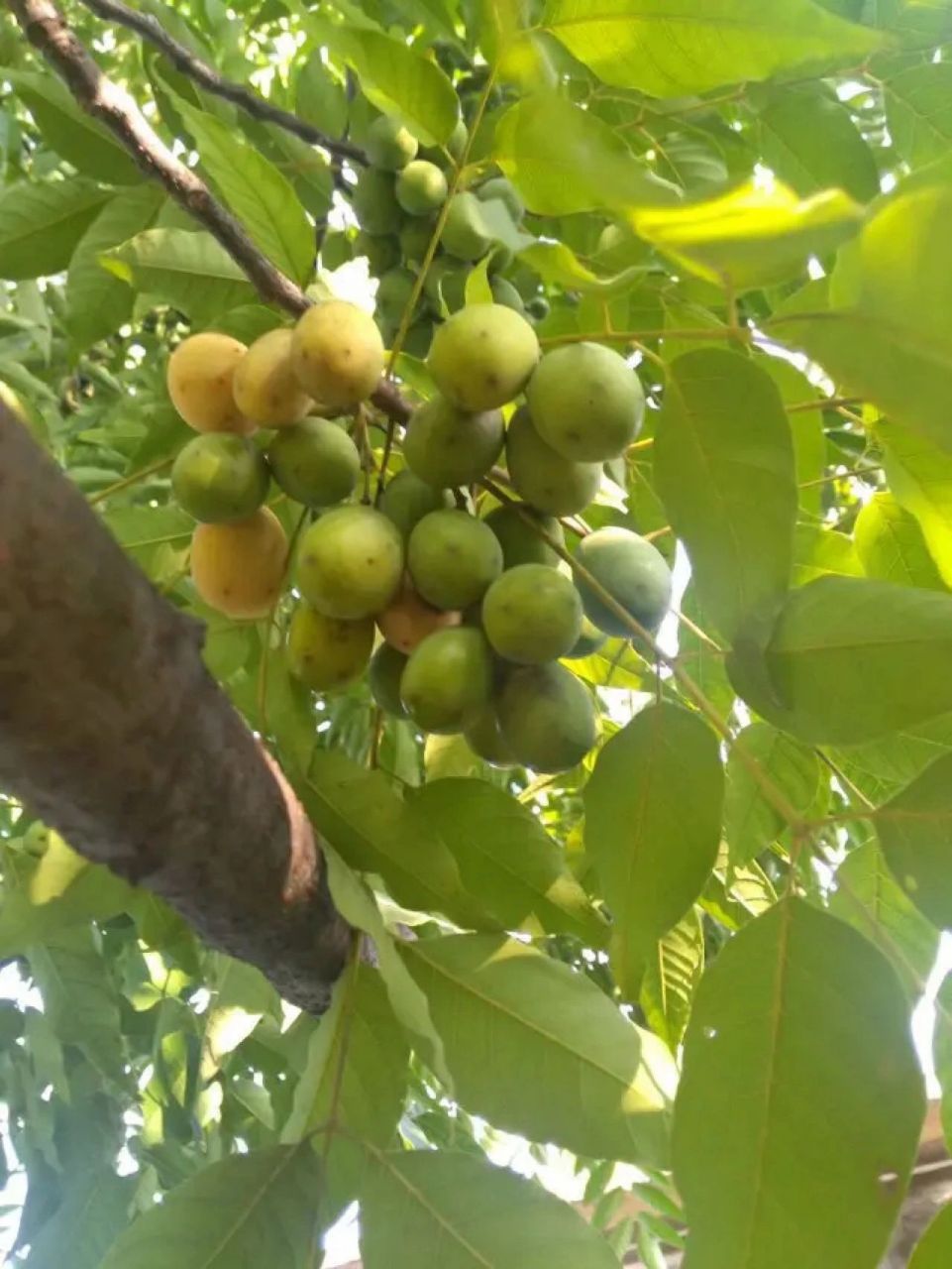 南酸枣 南酸枣叫枣不是枣,与无患子同属无患子目,是漆树科,南酸枣属