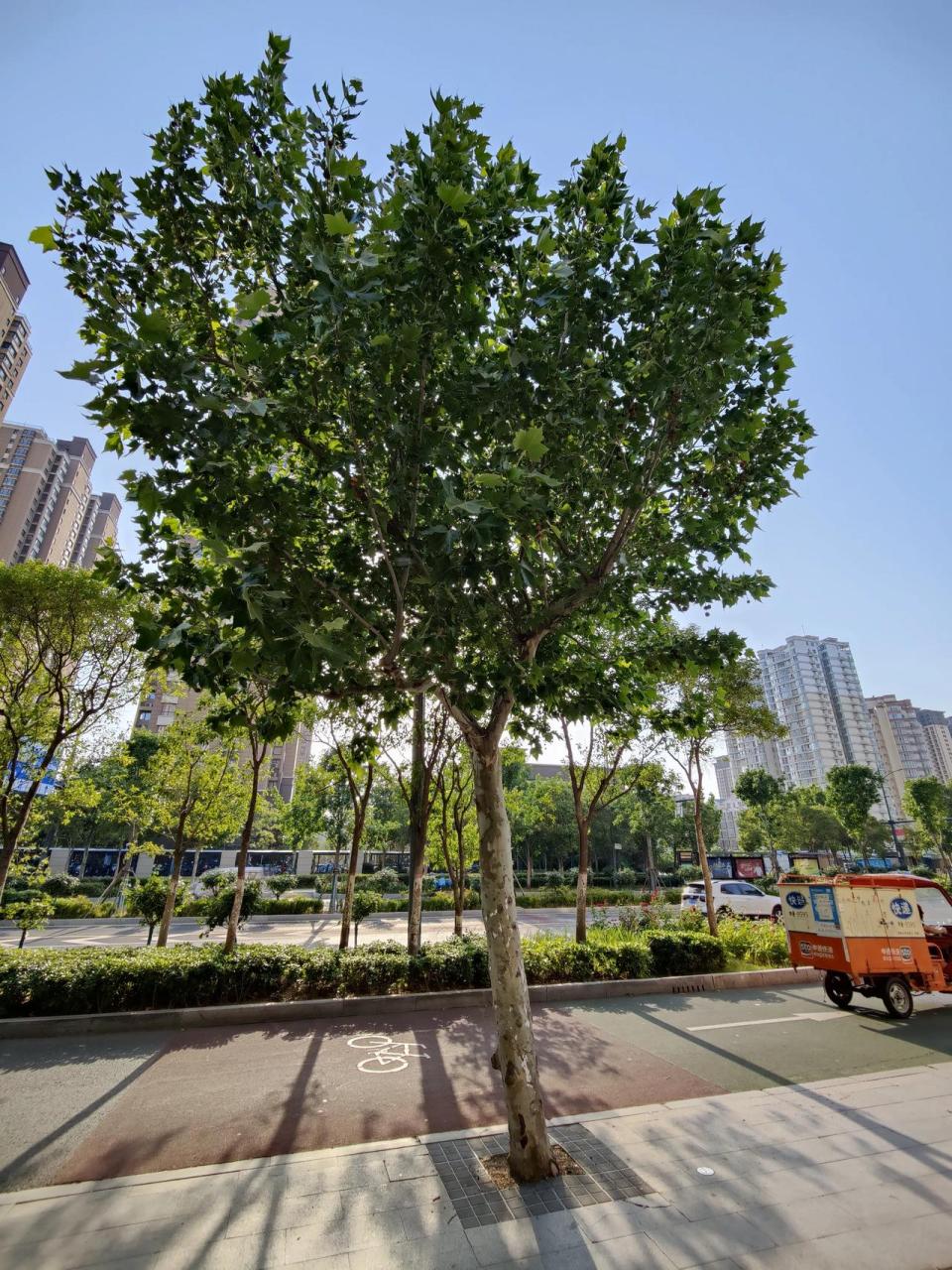 郑州市的市树, 是什么树.