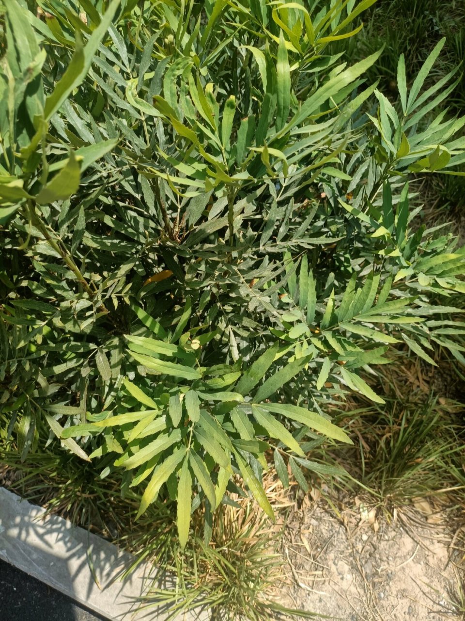 十大功劳,小檗(bo 四声)科,十大功劳属 灌木,高0.