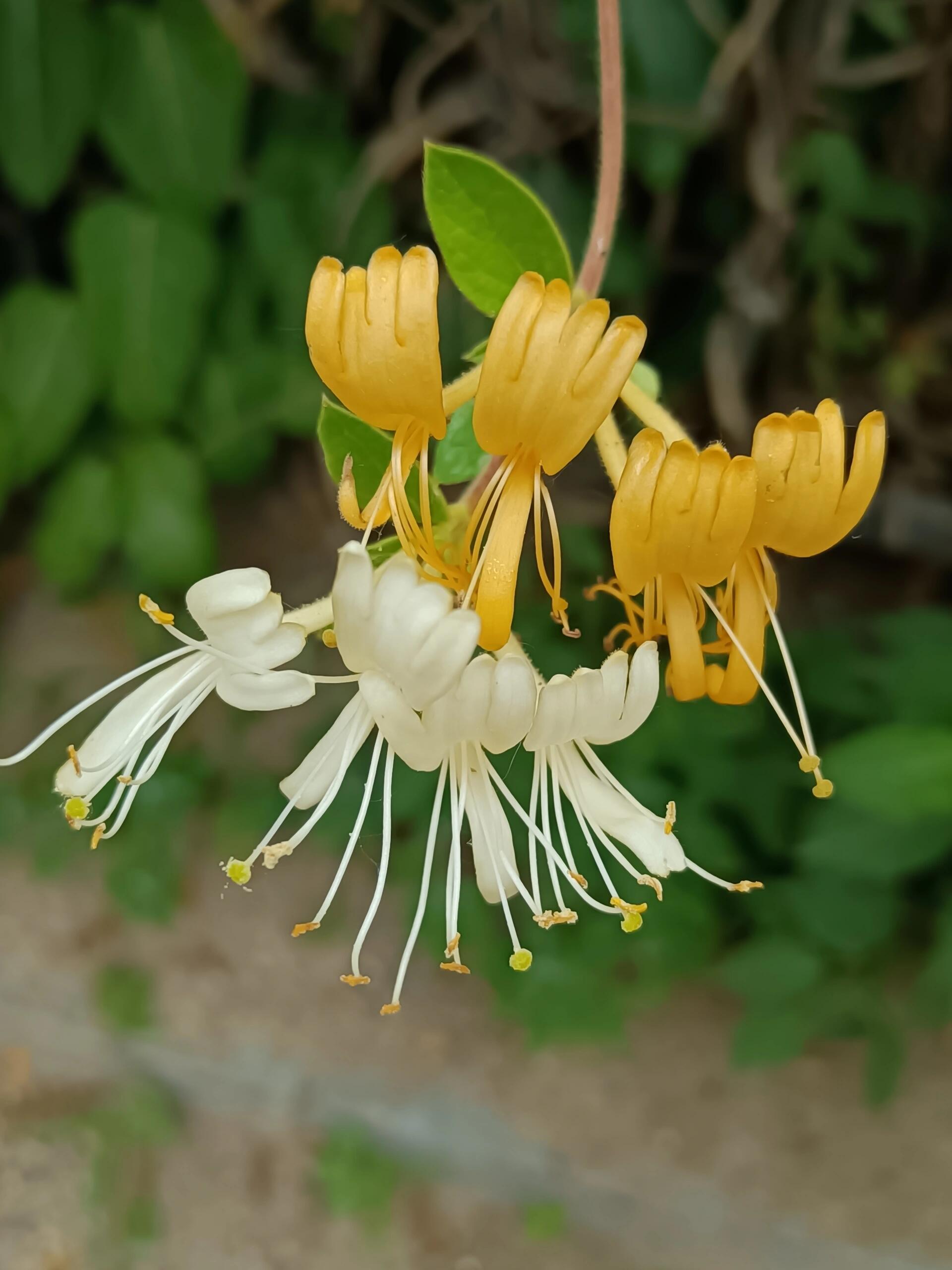 金银花