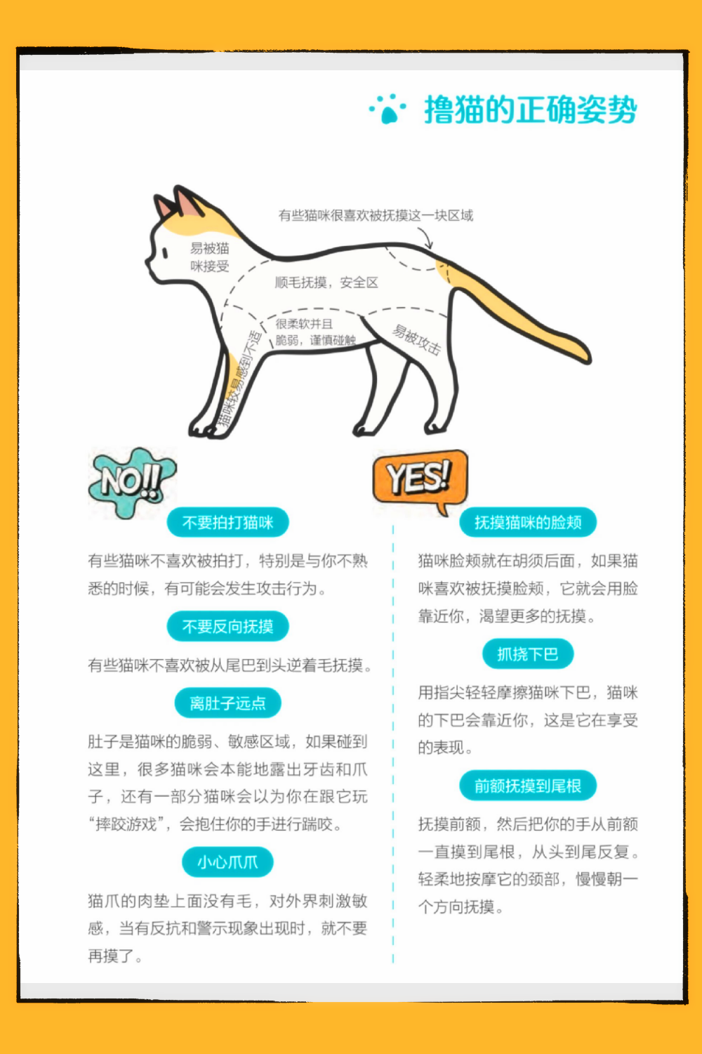 猫咪生理裤作用图片