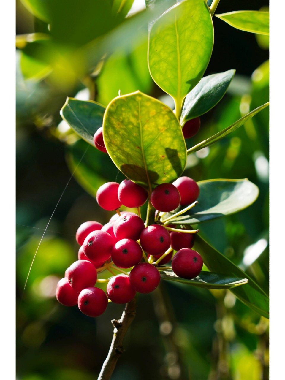 圆叶枸骨|无刺枸骨 圆叶枸骨,冬青科冬青属常绿灌木乔木植物枸骨的