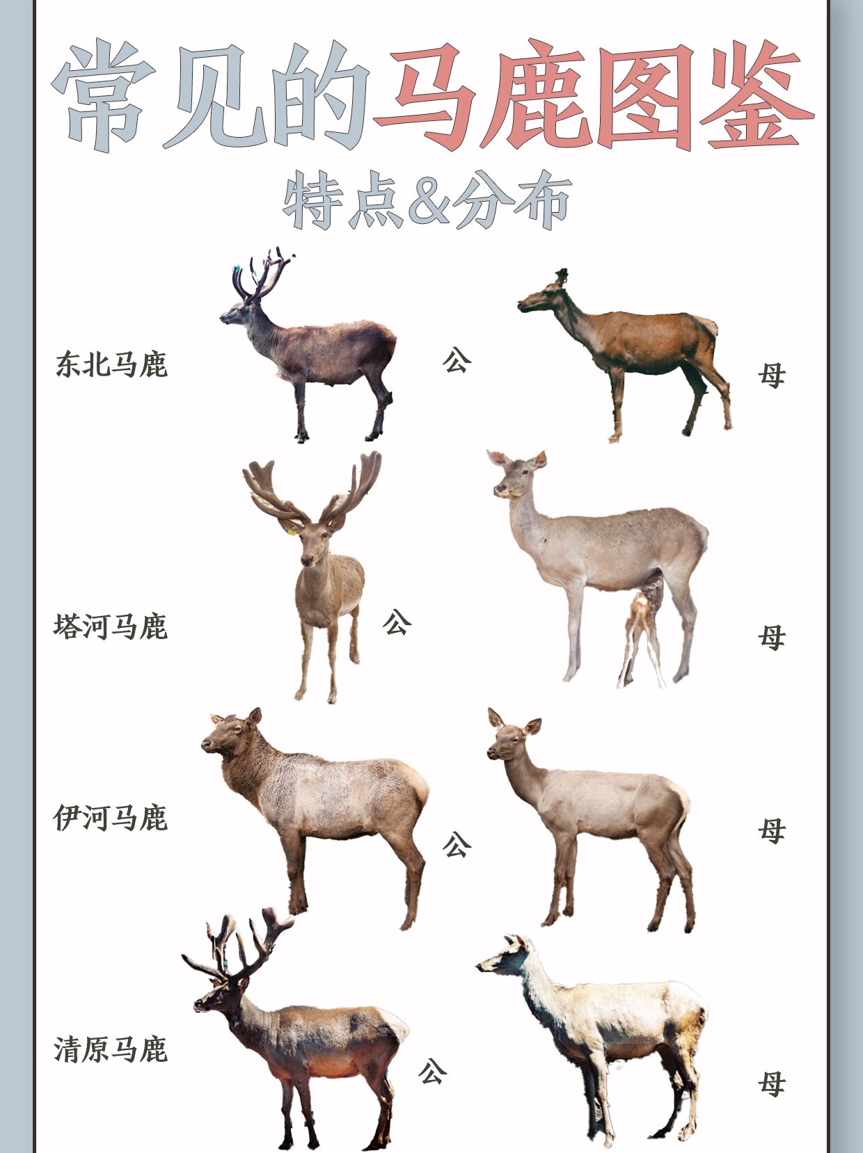 常见的马鹿图鉴