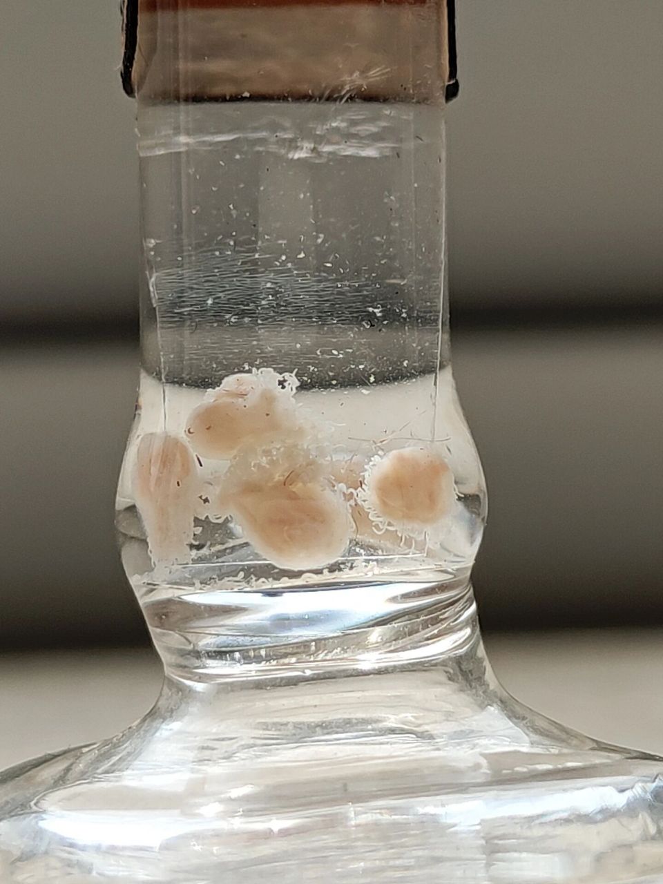 灯塔水母标本展示【无滤镜】 #玻璃杯# #我家宠物好可爱# #治愈系水母