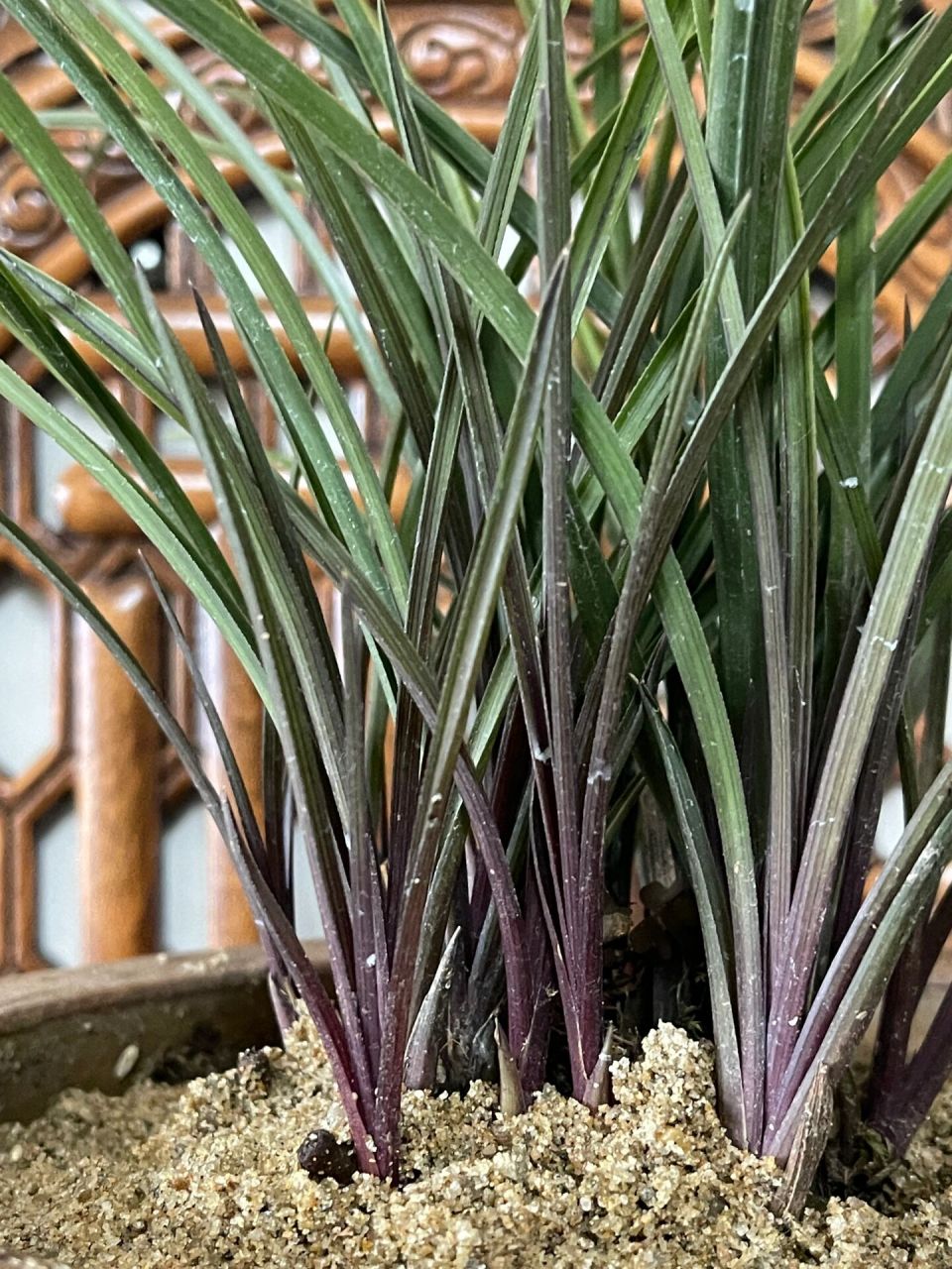 盆养多年的蕙兰红香妃