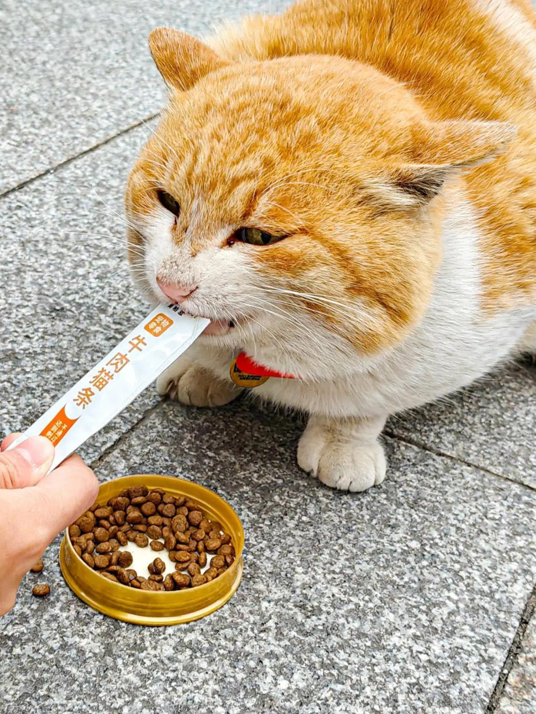 校园一隅小动物们 灵动的精灵轻抬眼眸