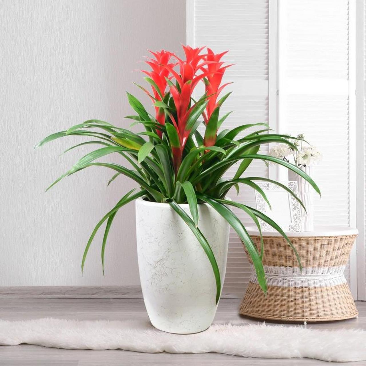 中文学名  鸿运当头 拉丁学名  guzmania conifera 	 90养殖方法