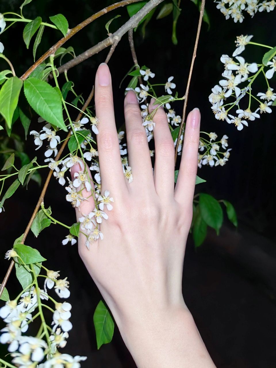 手控|夜晚,与花合影.