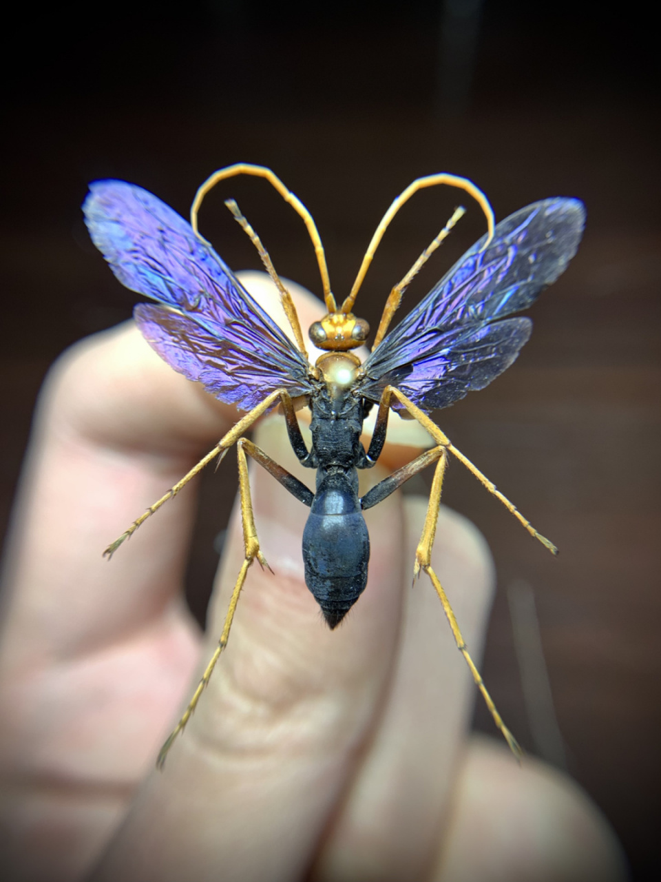 标本分享～蛛蜂 具体品种不知,广西南宁采的[害羞]颜色挺好看#昆虫