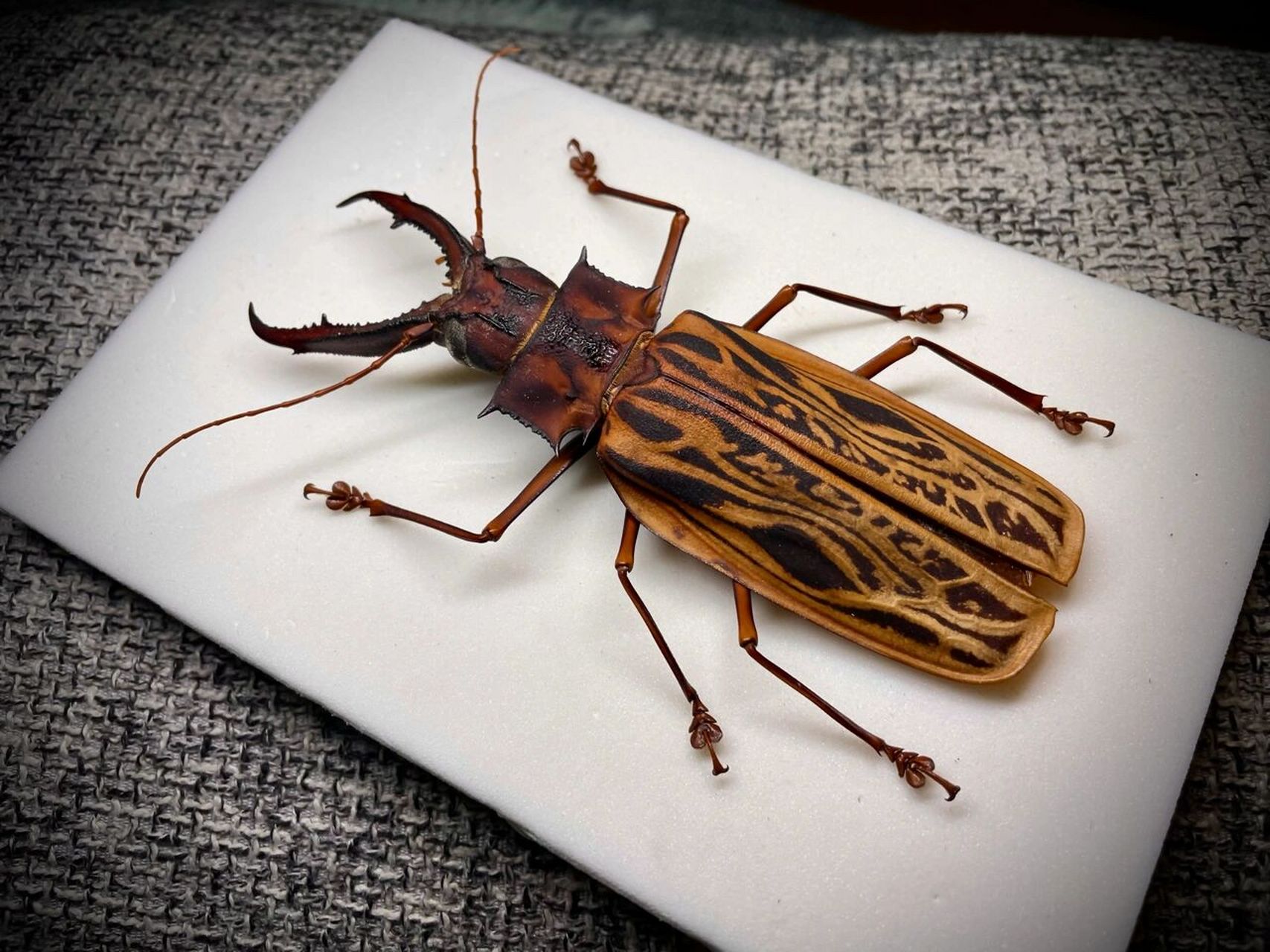 鹿角长牙大天牛   来自秘鲁的鹿角长牙天牛 也是明星物种了 很早就很