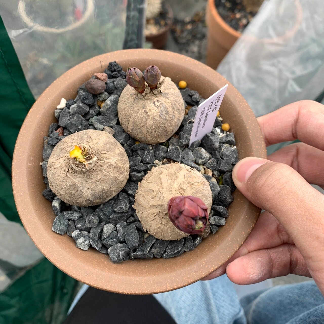 玫瑰大戟 又叫狼毒大戟 这个真的长的好慢好慢 稍不注意还把辛辛苦苦