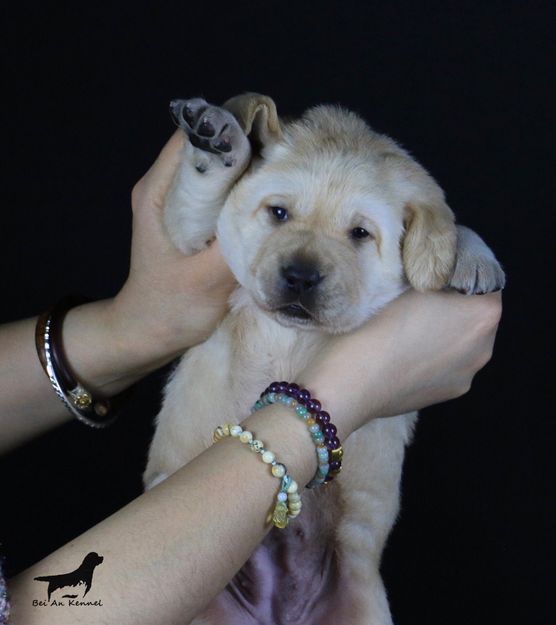 纯种血统拉布拉多寻回猎犬 欧洲引进,六国冠军,超级冠军,世界冠军