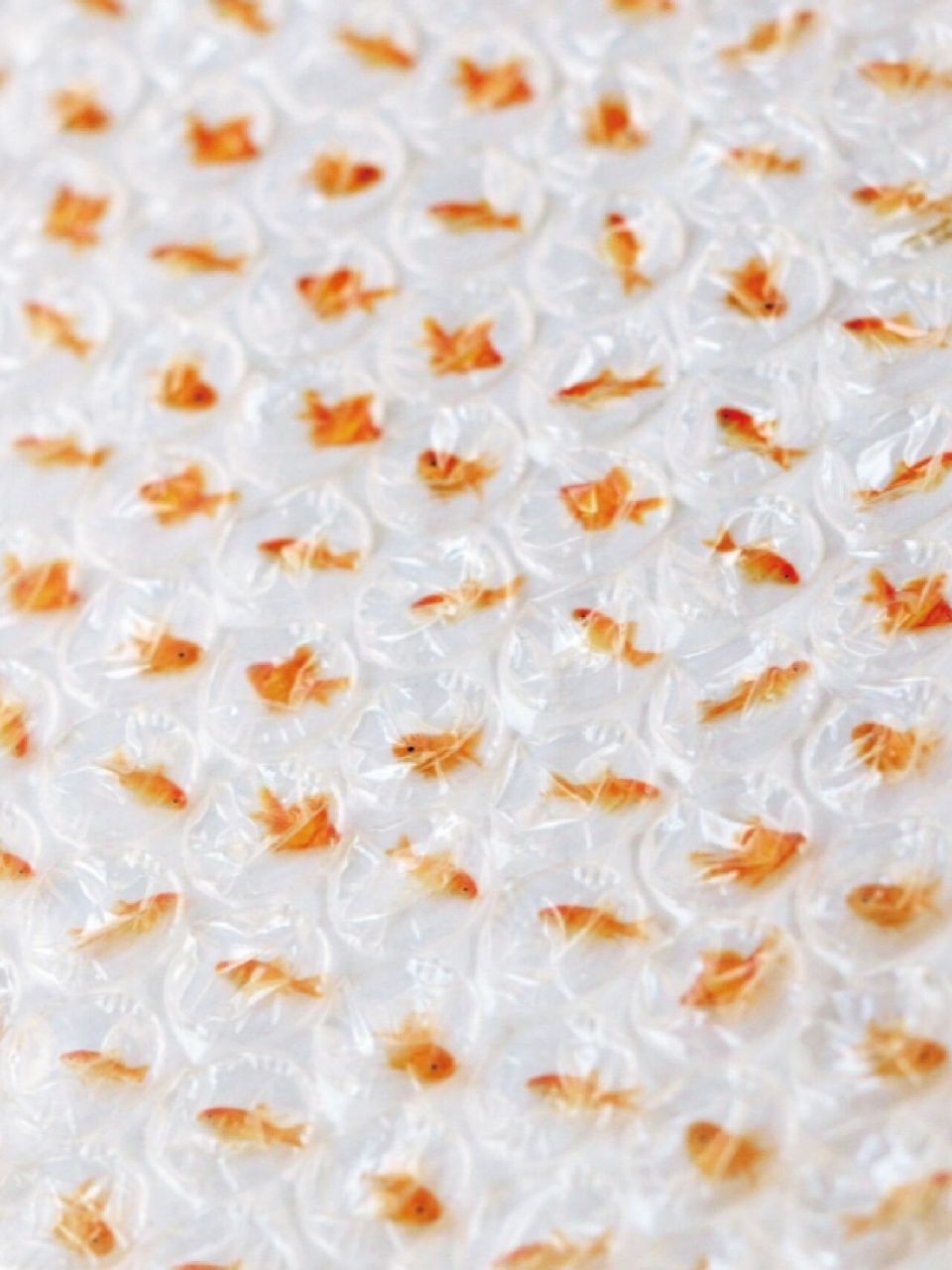 解压神器泡泡纸|金鱼那么可爱,你舍得捏破?