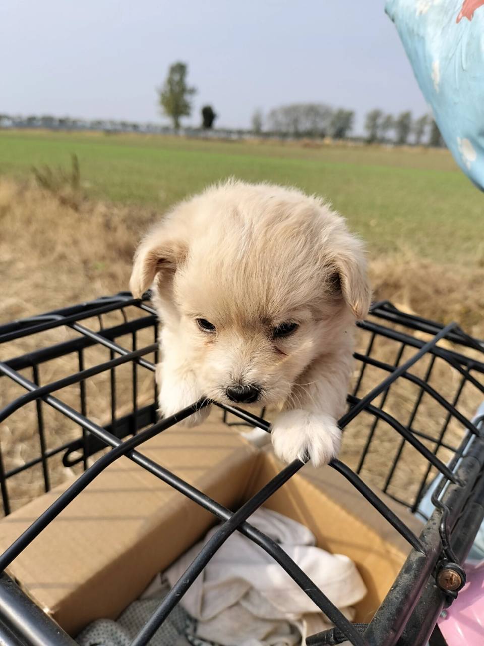 博美泰迪串串 刘亦菲们给小可爱取个好听的名字,性别女.谢谢