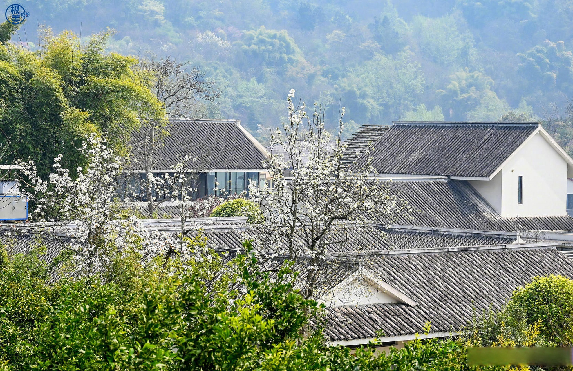 极美成都#梨花溪风景区位于新津区,其境内有一溪流,溪水潺潺,清澈
