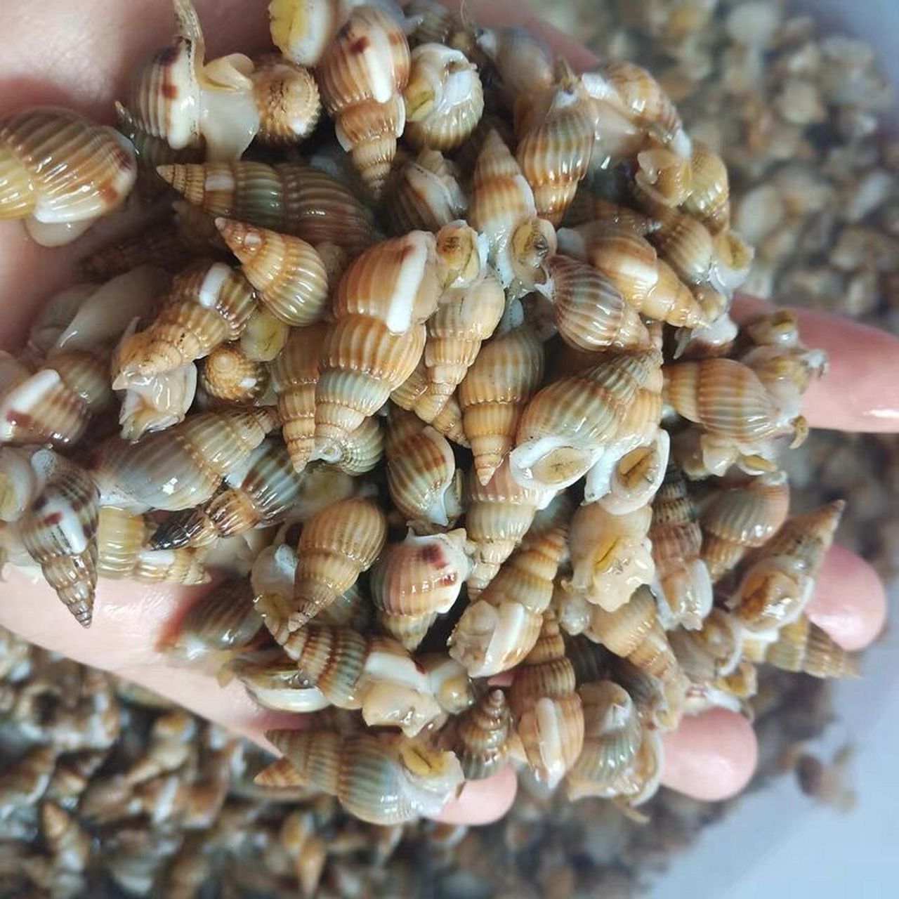 特别喜欢这种螺 卖家说是海螺丝 虽然我也买来吃过好几次
