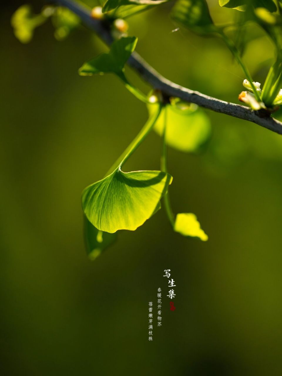 春天银杏树叶的样子图片