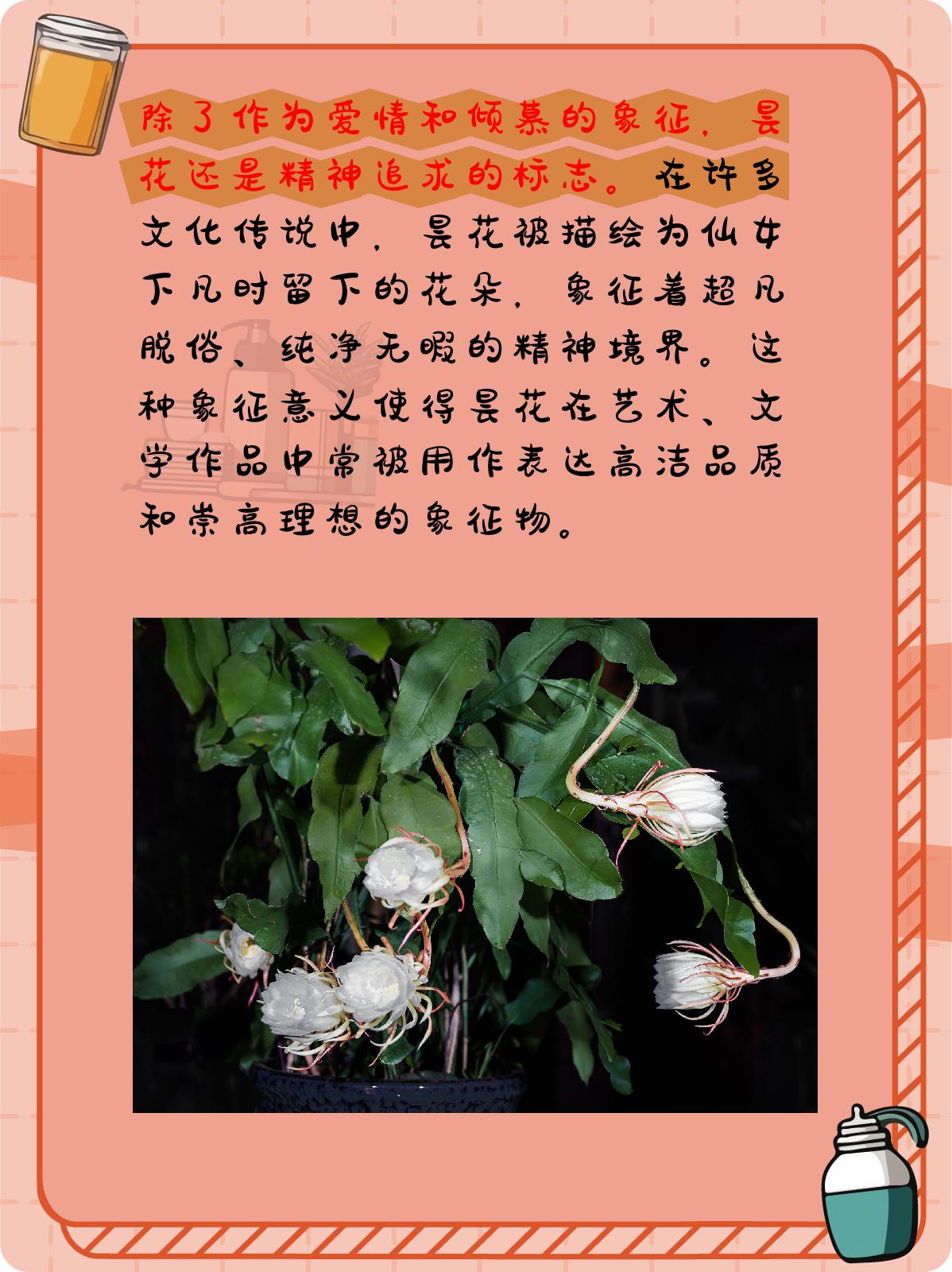 昙花的花语和象征意义