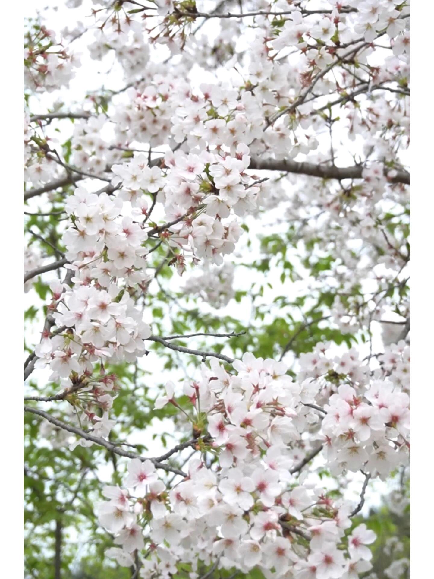 盛世樱花悠乐谷94三月樱花季