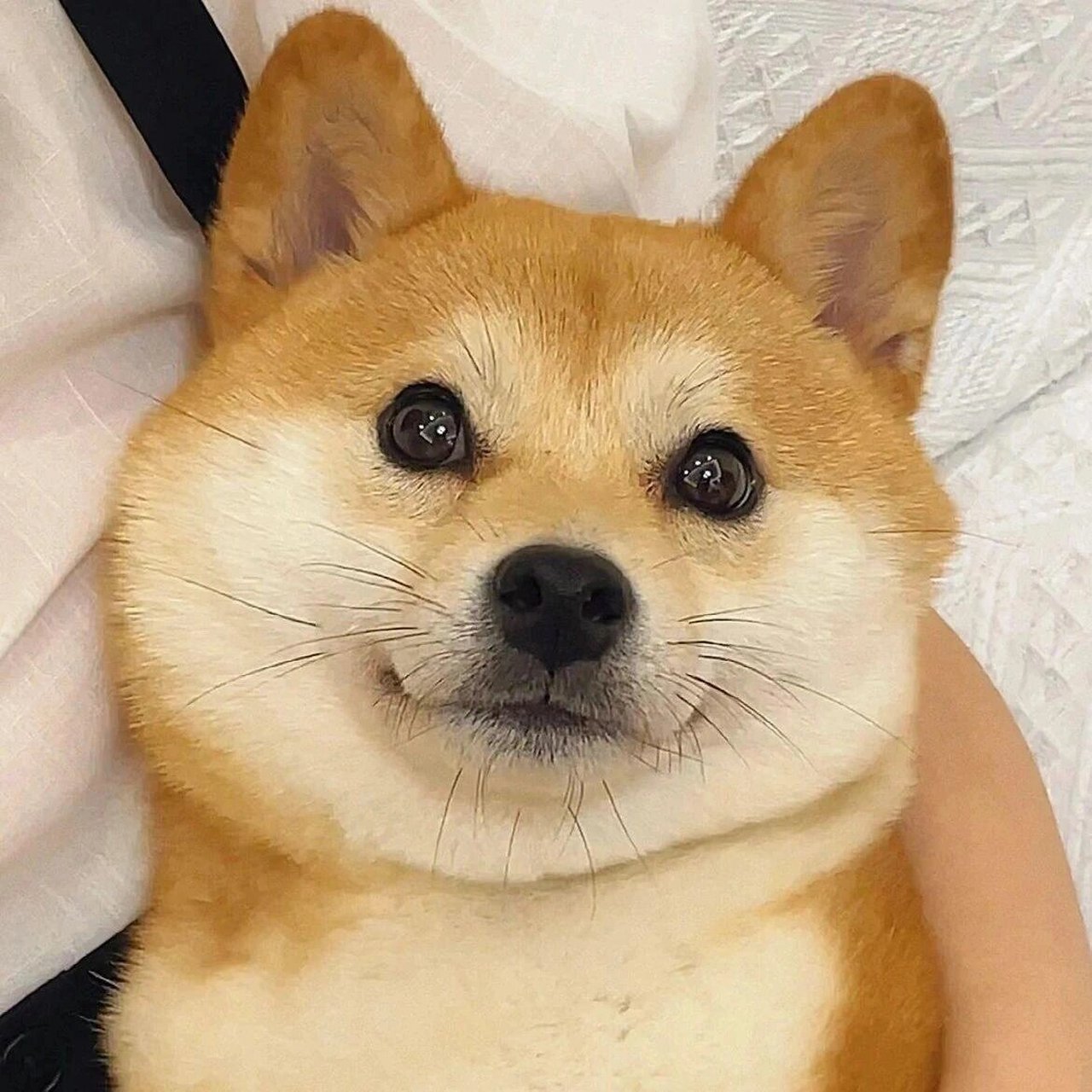 柴犬头像来啦 这组可爱的柴犬头像不许你还没有 #柴犬# #头像# #壁纸