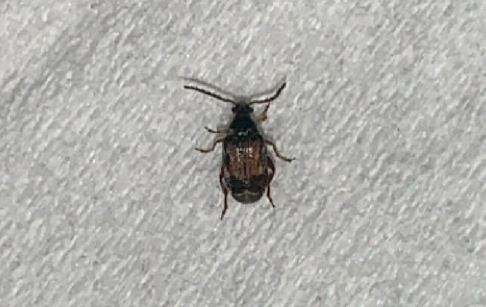 家里突然出现的黑色小虫子——豆象