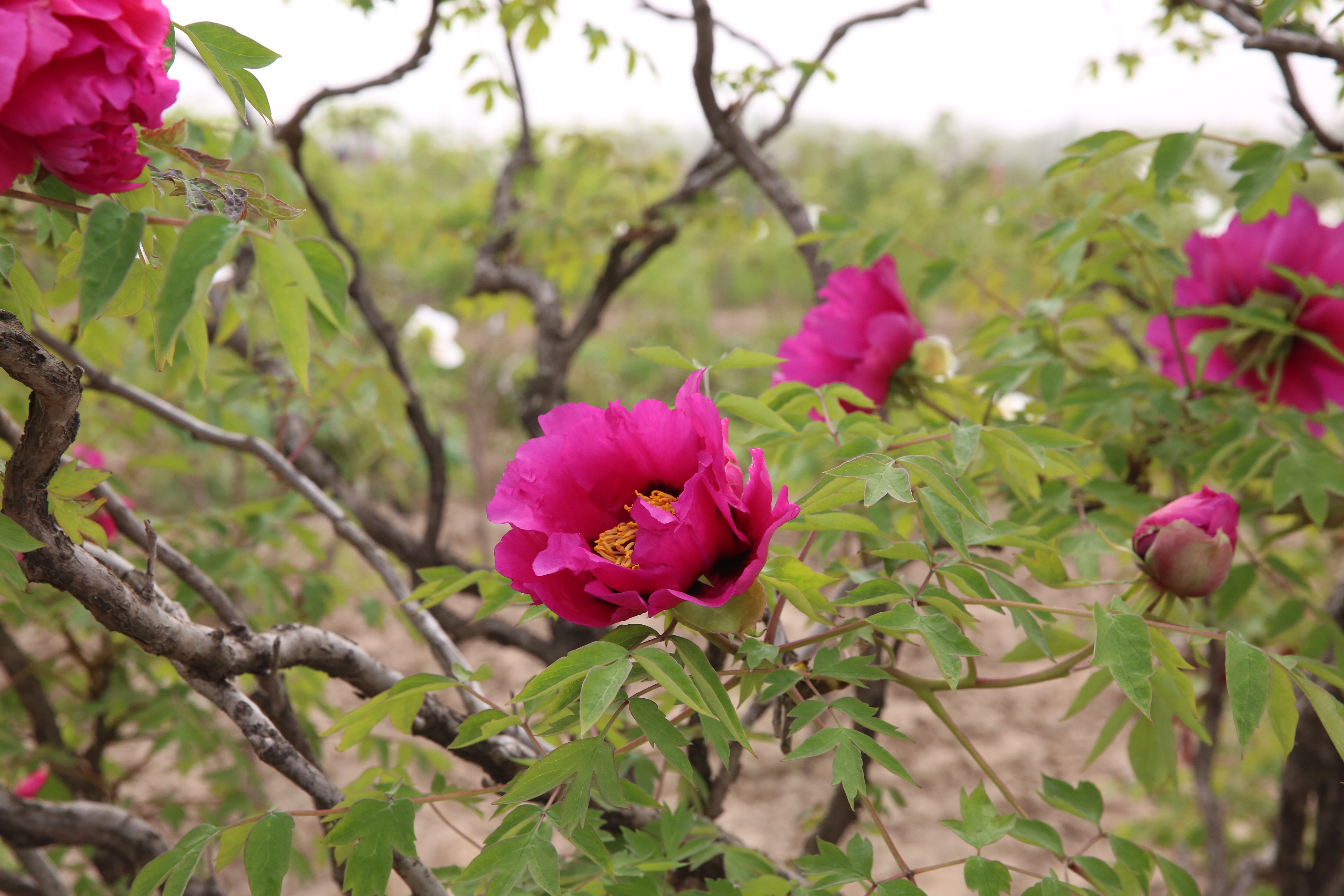 百年牡丹树,花开依然艳