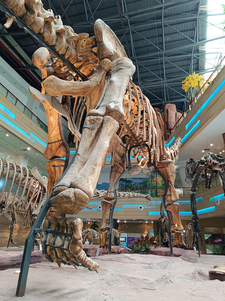 看过再多恐龙,也不要错过安徽地质博物馆 图17
