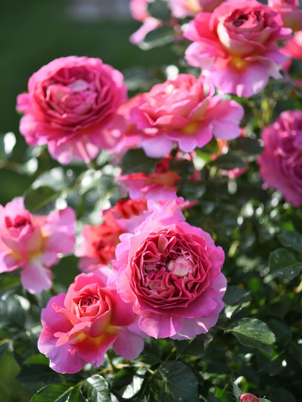 戴尔巴德月季 巴黎精神 esprit de paris 戴尔巴德2020年新品 巴黎