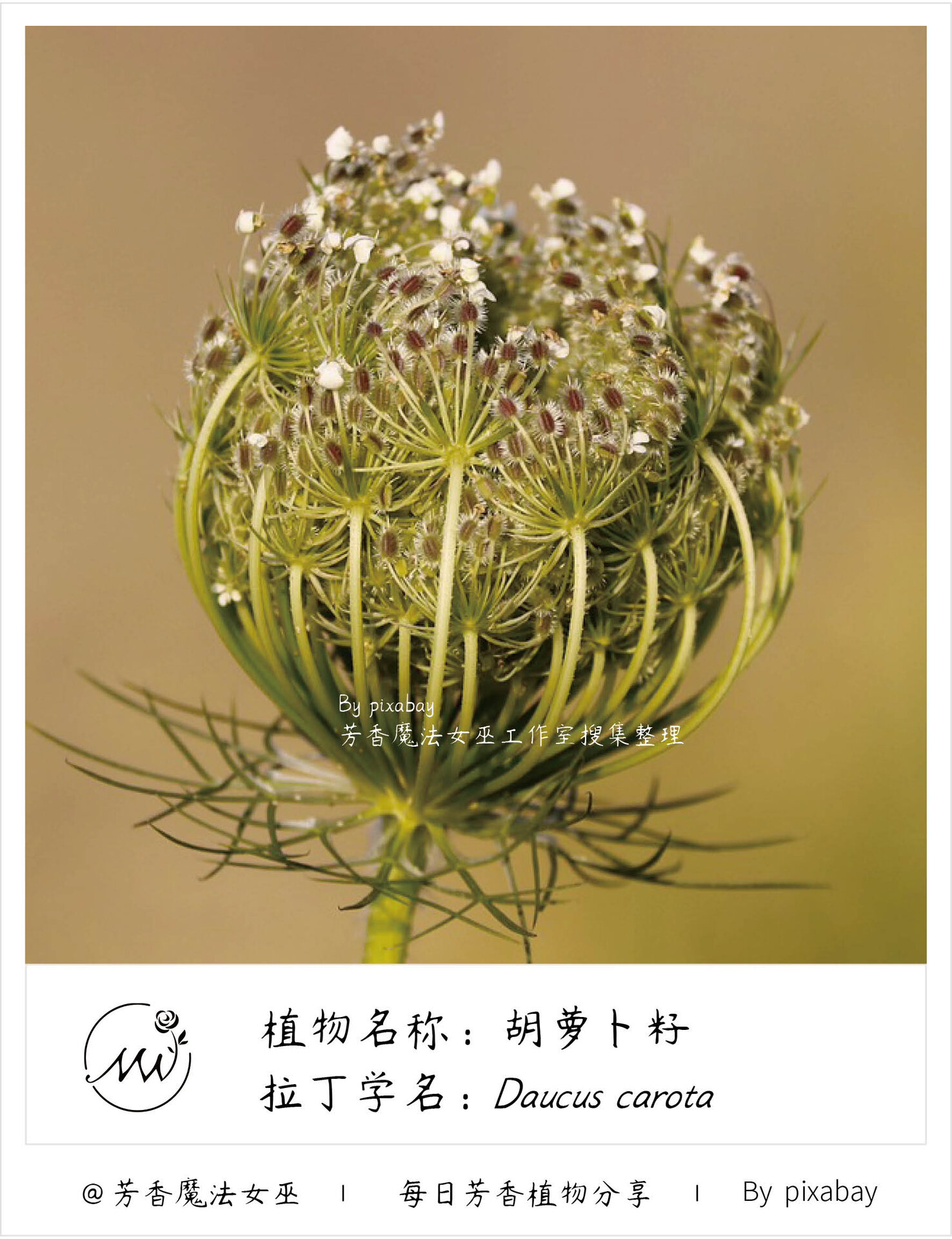 芳香植物:胡萝卜籽