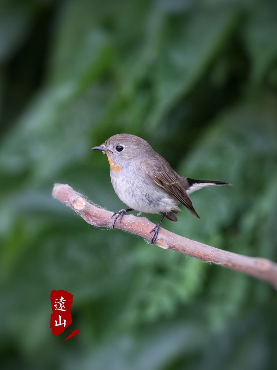 姬鹟鸟图片图片