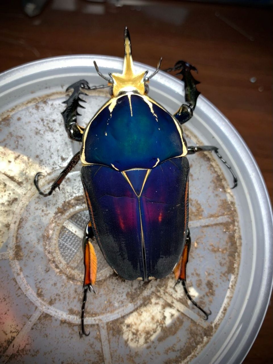 乌干达花金龟 极光蓝紫色大个体