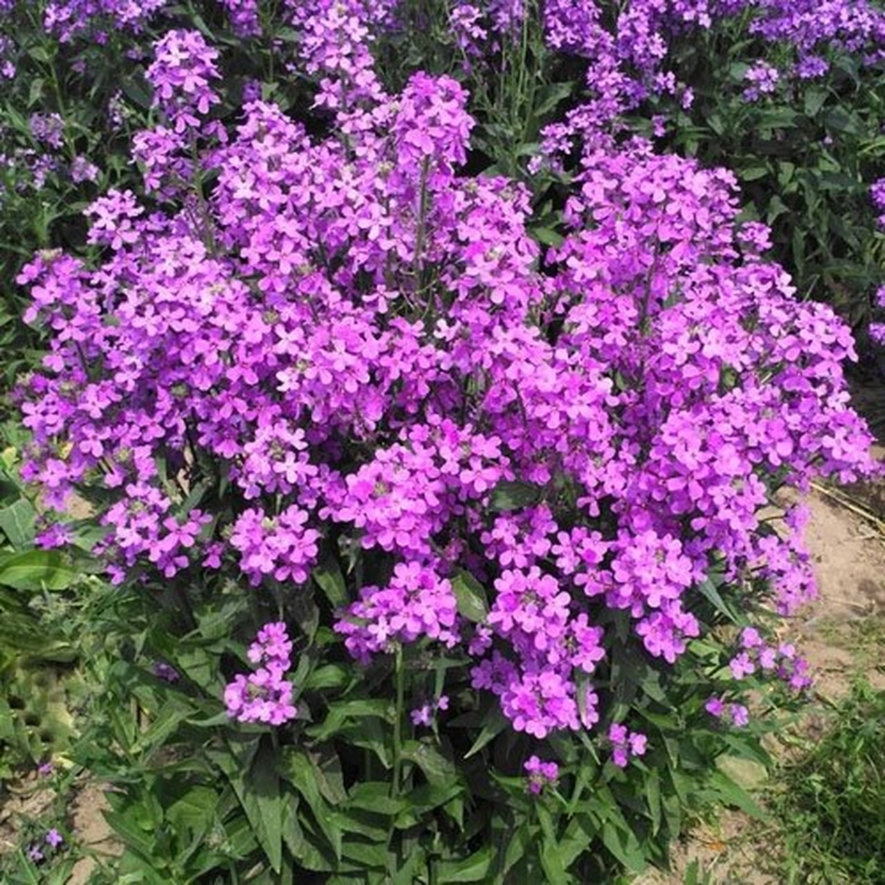 花境植物第47弹——欧亚香花芥 欧亚香花芥是多年生或二年生草本植物.