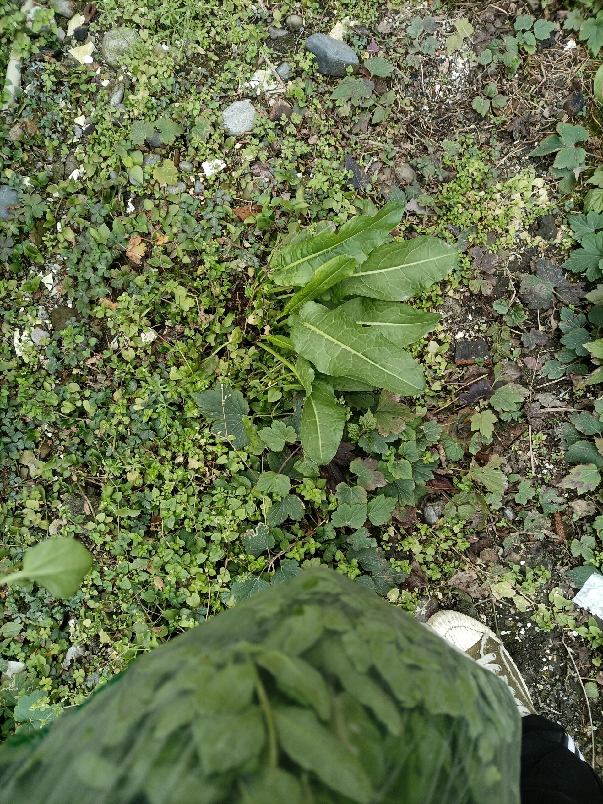 30天不买菜,野菜每天不重样,第四天,土大黄,又名:野波菜,牛舌草,牛耳