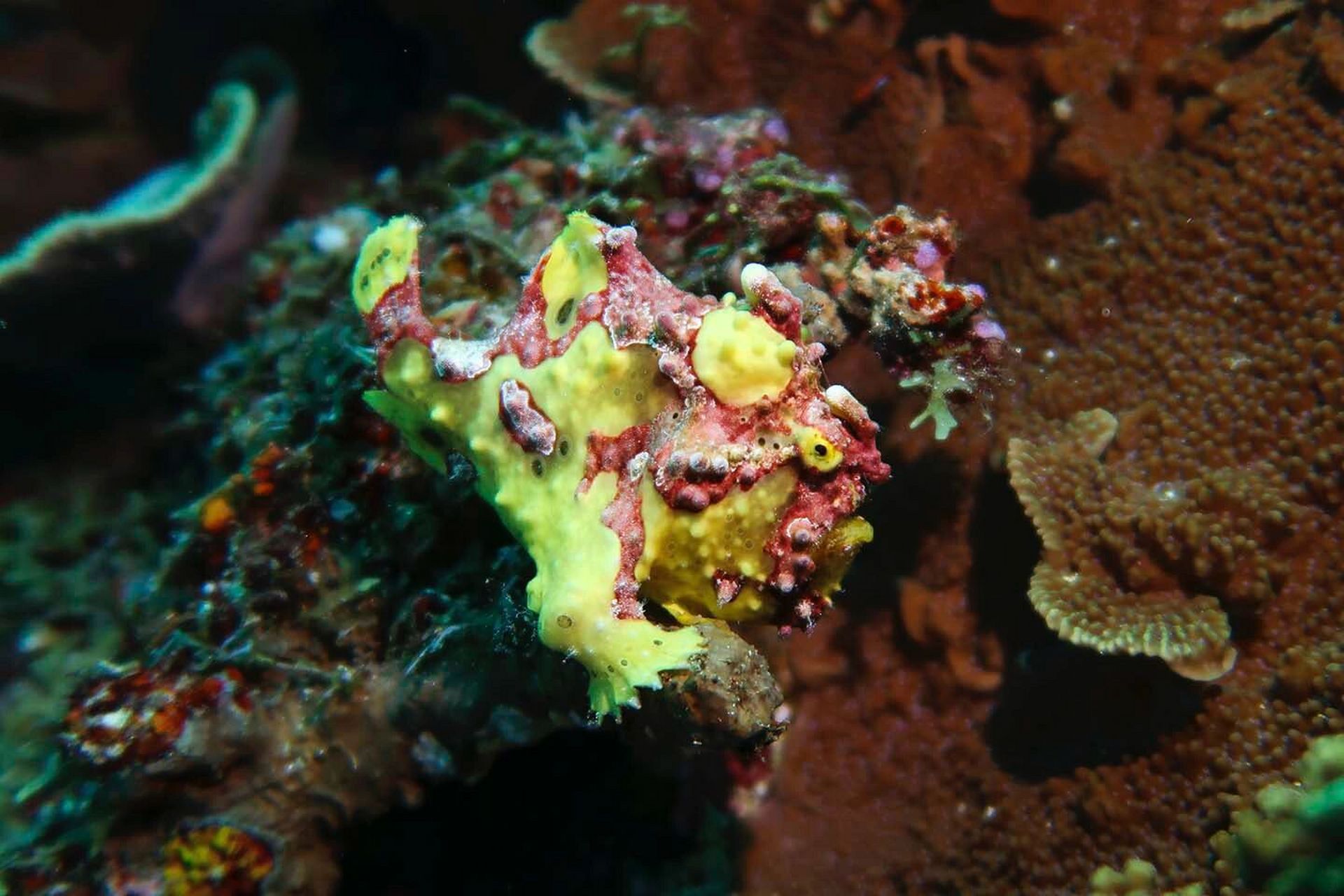 【 大斑躄鱼 】 95大斑躄鱼,antennarius maculatus02(desjardins