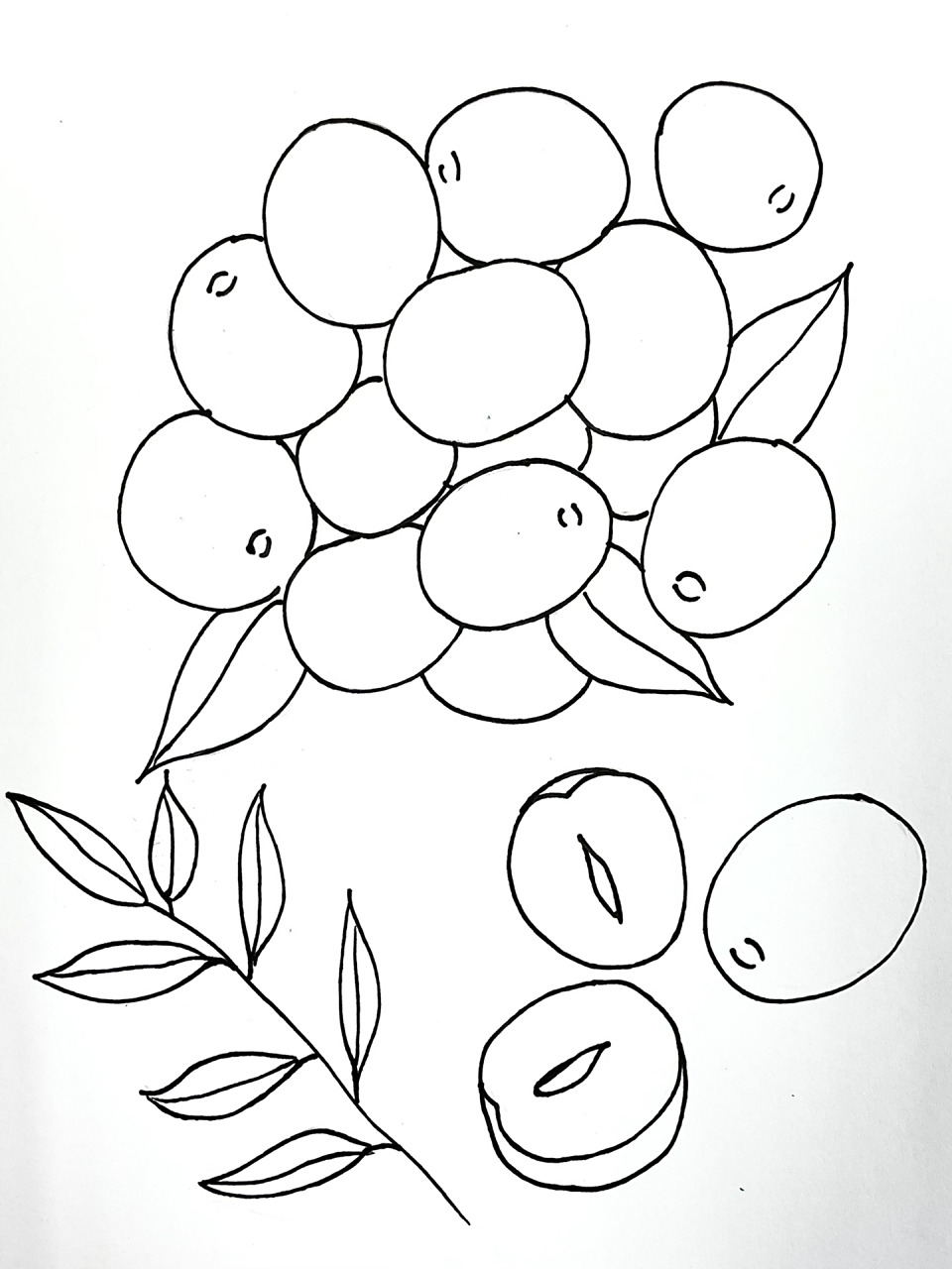 《冬枣》/6-7岁儿童美术课程/附绘画过程 材料:白卡纸,马克笔,勾线笔