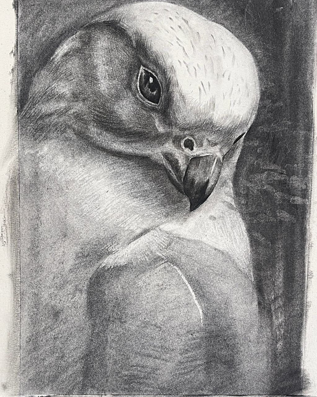 精微素描(步骤) 画大关系的时候可以利用到柳条,后面在用炭笔刻画 4k