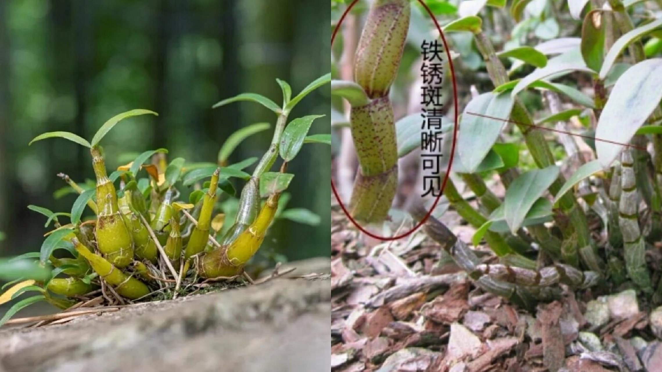 石米和石斛的功效区别图片