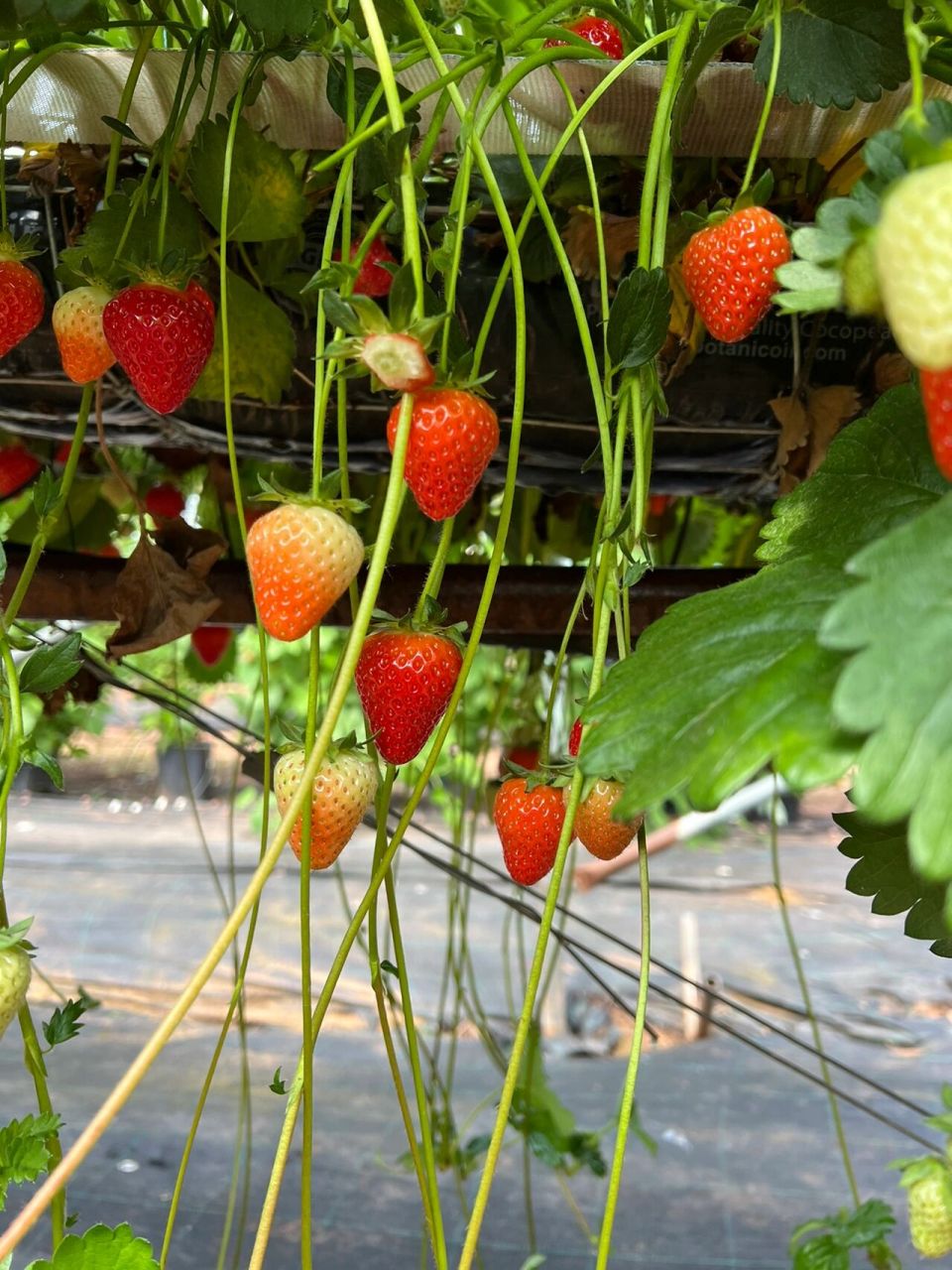 秘诀在笔记 农场名称:manor farm fruit 农场地址:watling st, hints