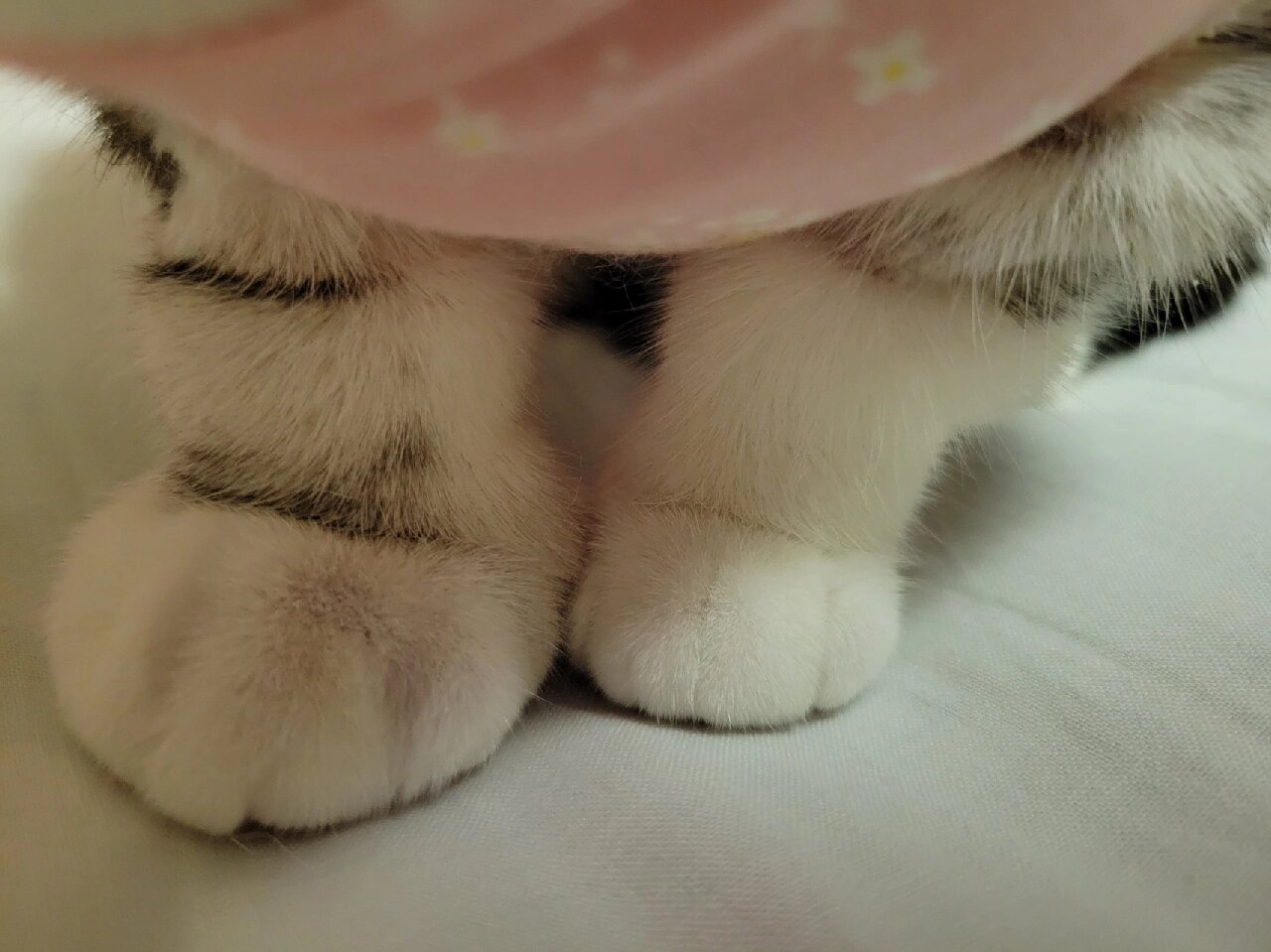 猫脚肿了,心疼死了!