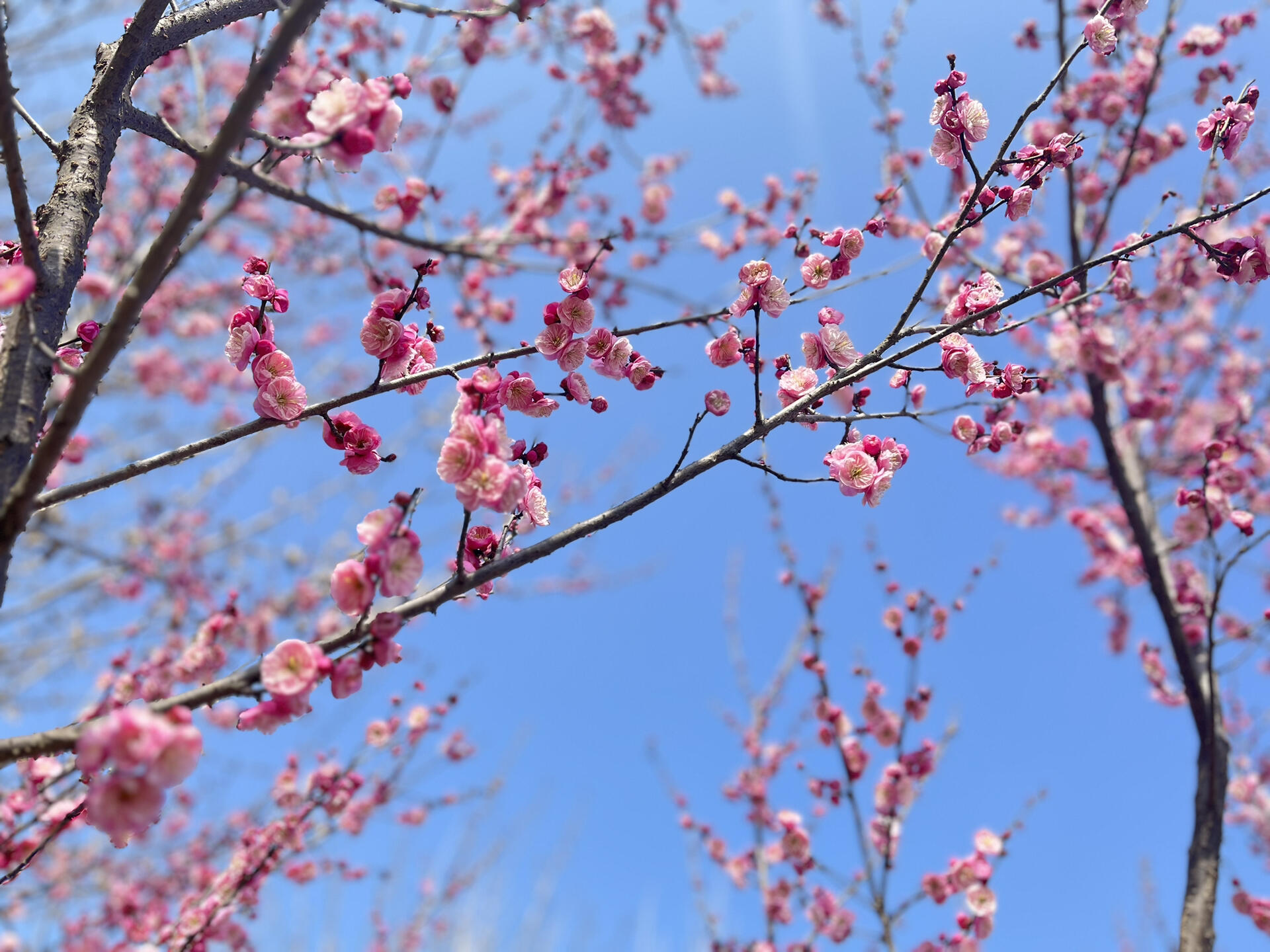荆州市公安县赏梅好去处—仁和公园 94惊蛰始,与春光,共迎世界美好.
