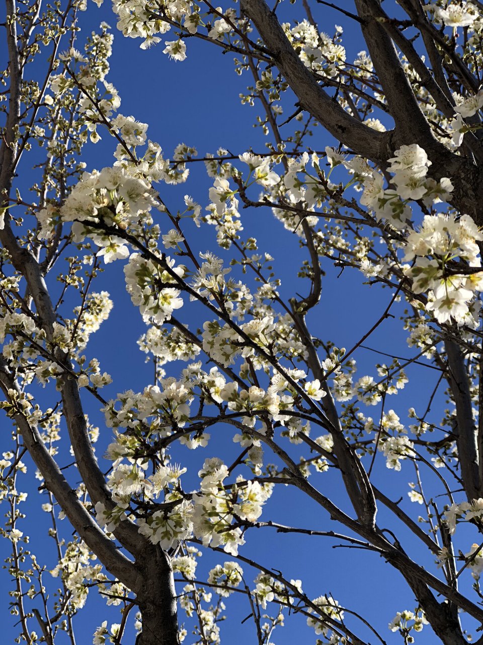 李子树开花了 春暖花开,看来又是丰收的一年