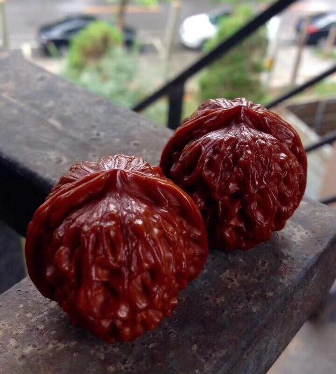 十多年的的秦皇岛野生元宝狮子头 十多年的秦皇岛元宝狮子头,这种野生