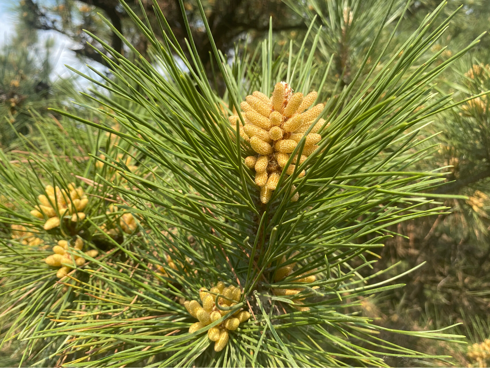 松花粉树图片大全图片