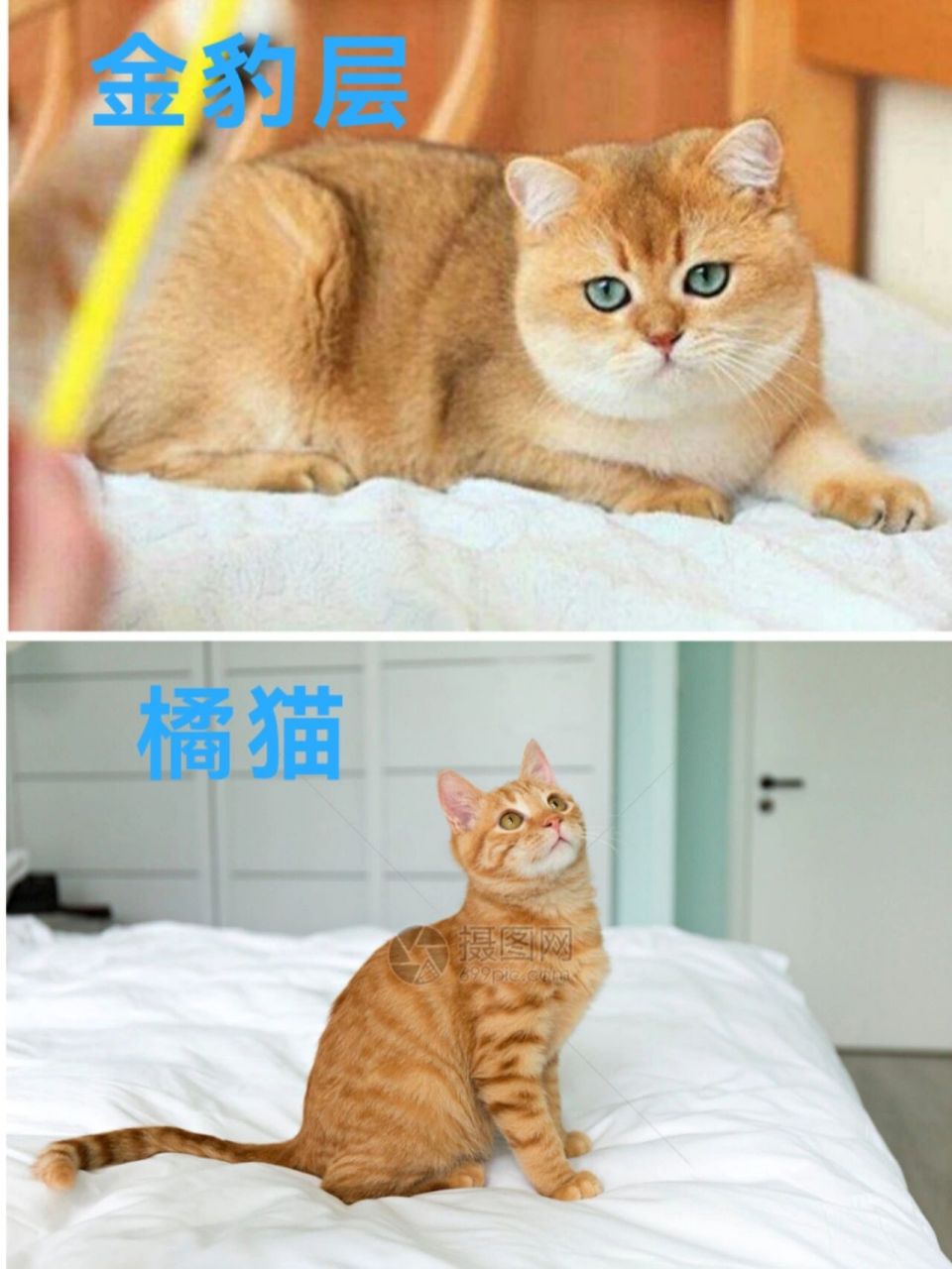 金渐层和橘猫的区别是什么呢?