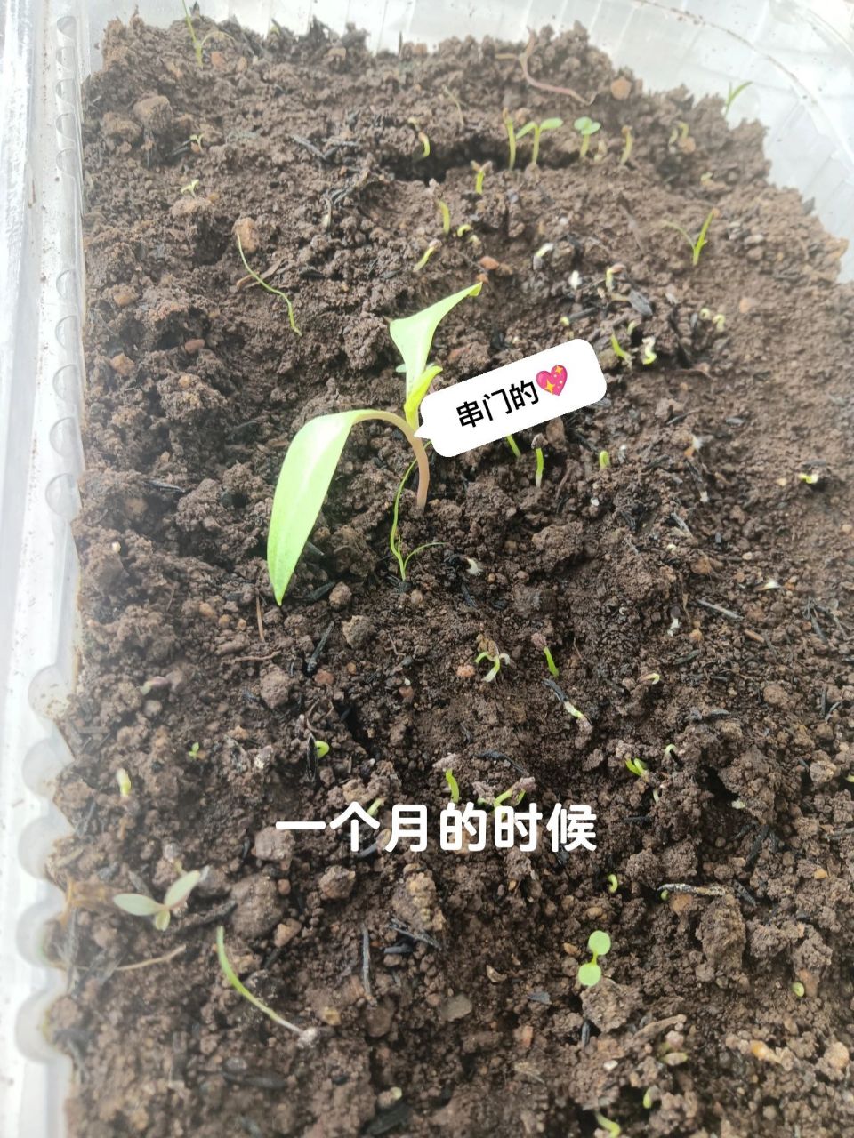 什么是奇异果 乘着春天发芽播种种子