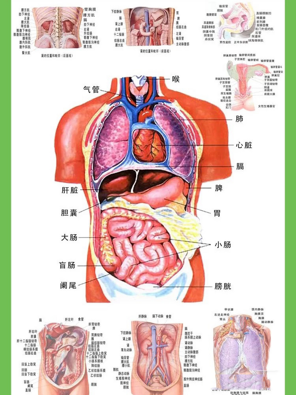 人体结构图 网上随便找的图,用于不舒服的时候对照器官