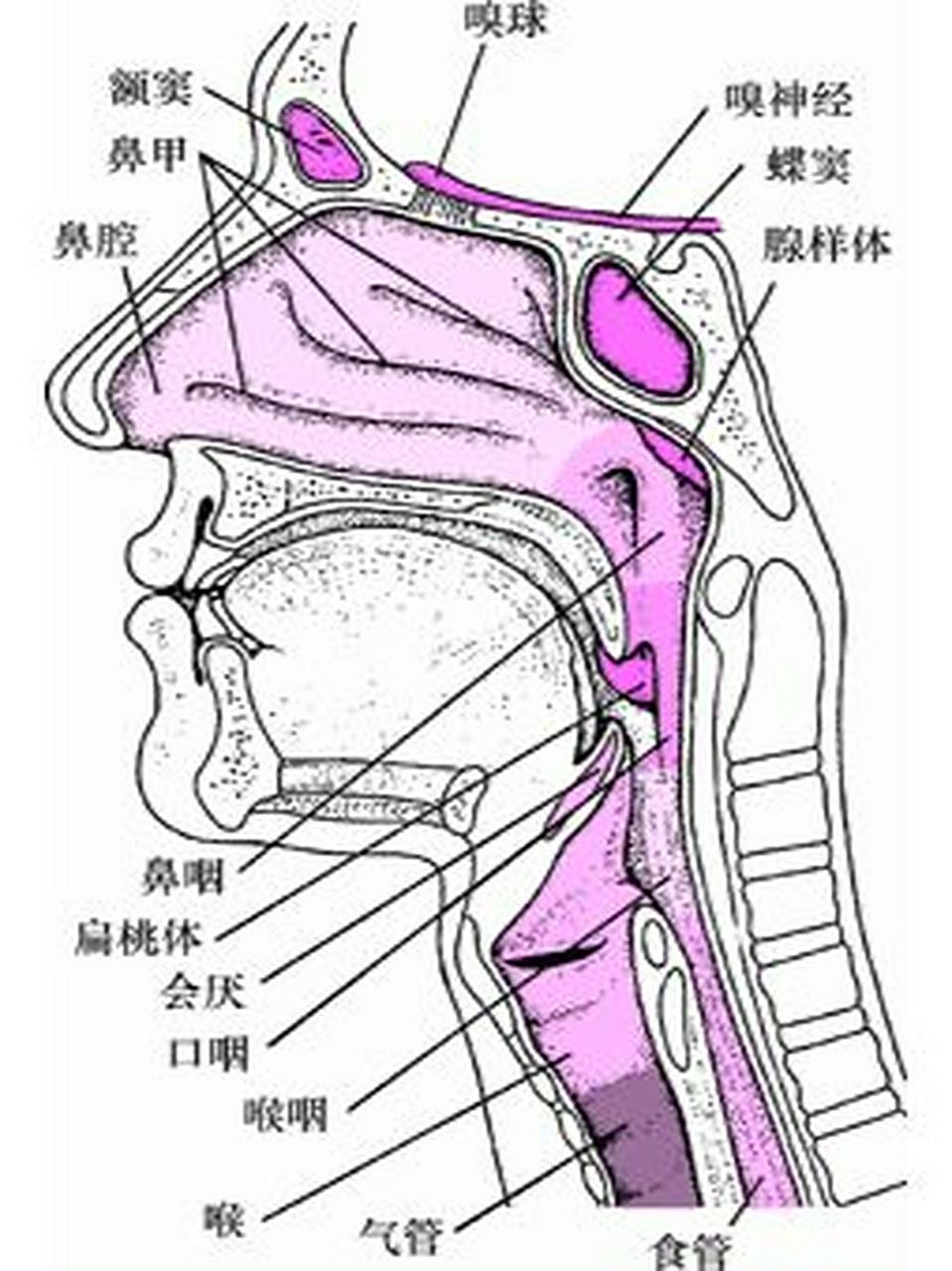 扁桃体和腺样体肿大 扁桃体和腺样体可能由于感染或其他原因而肿大(变