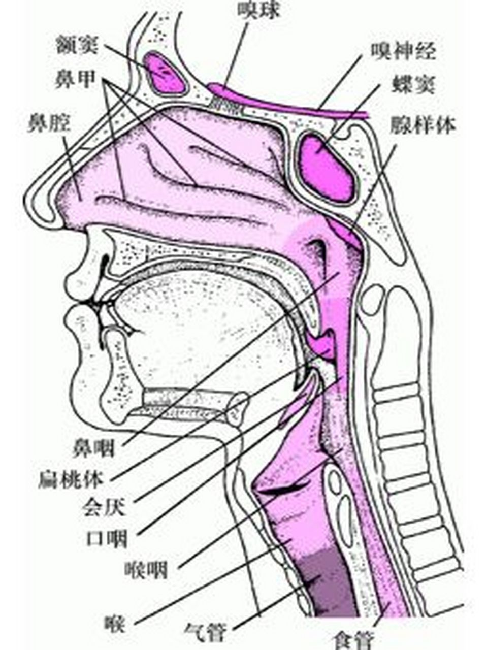 扁桃体腺样体解剖图图片