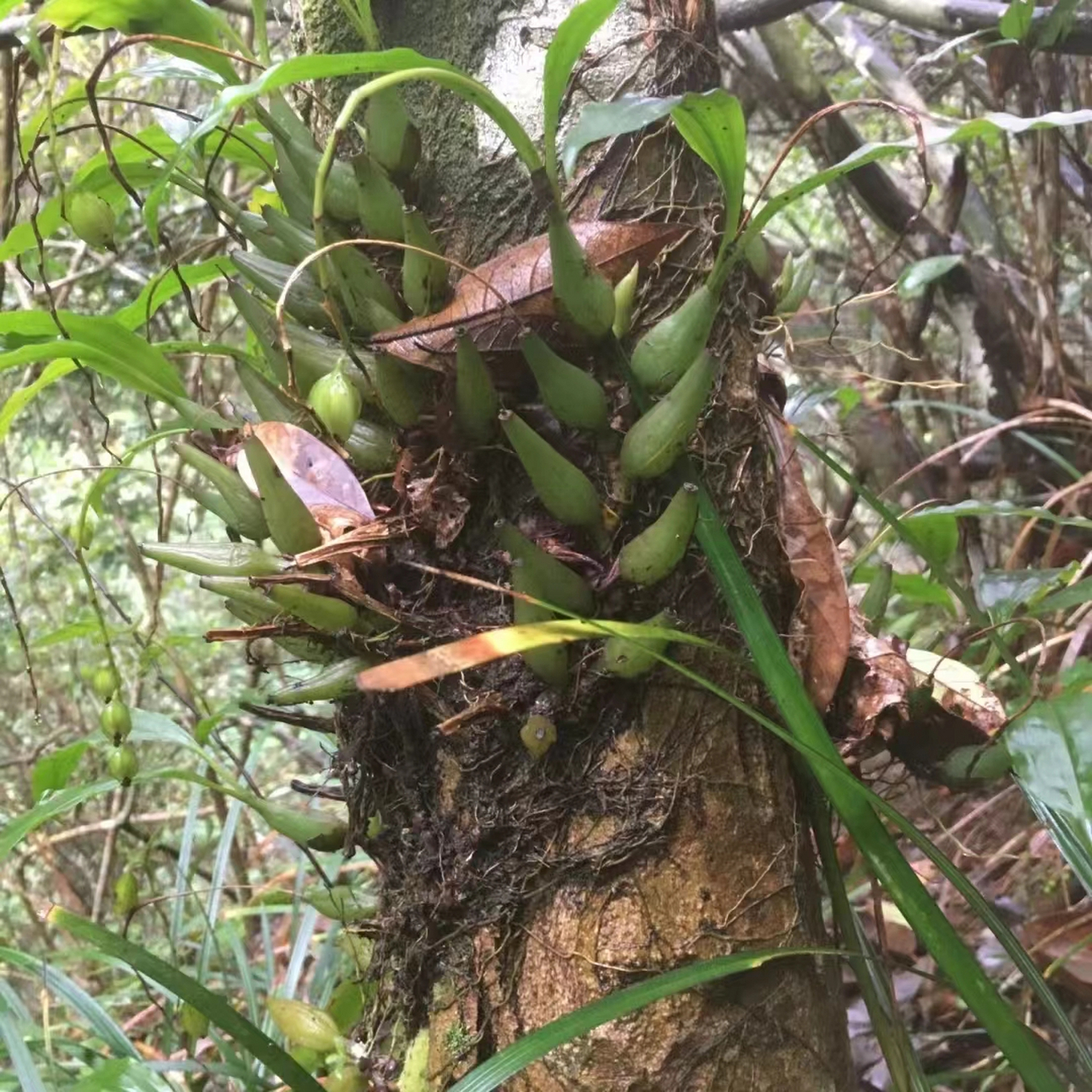 石仙桃图片 石橄榄又名石仙桃,素有"仙桃"之称,兰科石仙桃属多年 生
