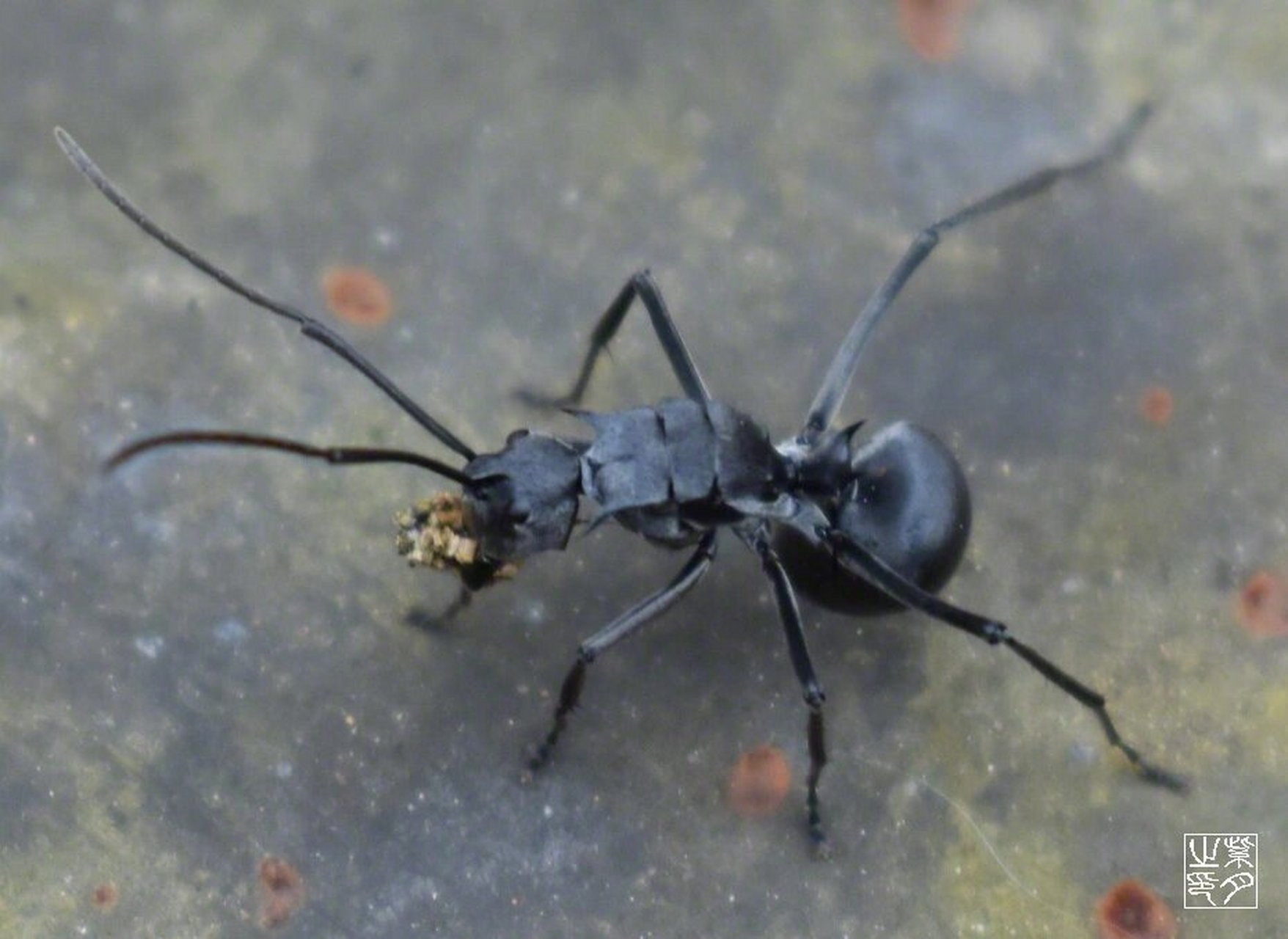 梅氏多刺蚁 92 膜翅目,蚁科,梅氏多刺蚁 p1:早前的画,改了些细节 p2
